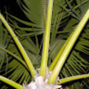 Meet your Posher, Jack